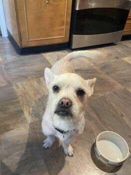 Cocoa Nut -  Chihuahua and Dachshund Dog for Adoption in Salt Lake City, Utah - Cocoa Nut | PetCurious