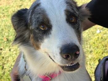 Rescue Border Collie Dogs for Adoption in Tulsa, Oklahoma - MAX | PetCurious