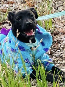 Labrador Retriever Dogs Available for Adoption in Williston, Vermont - Charlotte | PetCurious
