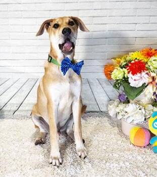 JOME -  Labrador Retriever Dog for Adoption in Castro Valley, California - JOME | PetCurious