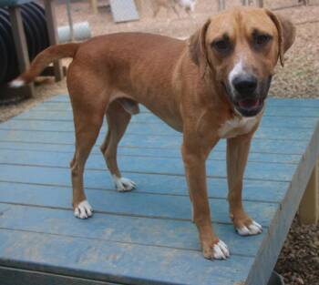 Mixed Breed and Hound Dogs Available for Adoption in Brookhaven, Mississippi - Tractor 25 | PetCurious