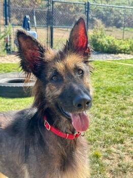 Rescue German Shepherd Dog Dogs for Adoption in Seattle, Washington - Athena | PetCurious