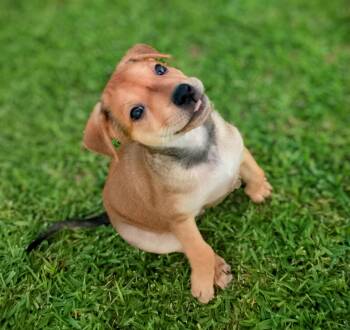 Rescue Terrier Dogs for Adoption in Liverpool, Texas - Ben | PetCurious