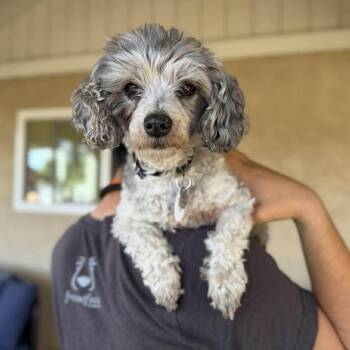 Poodle and Dachshund Dogs Available for Adoption in Ramona, California - Sparky | PetCurious