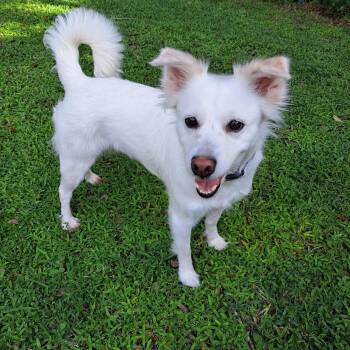 American Eskimo Dog Dogs Available for Adoption in Maitland, Florida - Luna | PetCurious