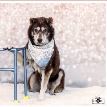 Rescue Siberian Husky Dogs for Adoption in Midland, Texas - Julia R | PetCurious