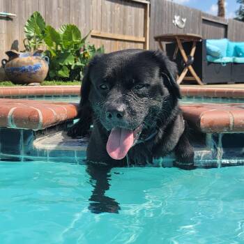 Rescue Border Collie Dogs for Adoption - Eddison | PetCurious
