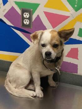 Chihuahua Dogs Available for Adoption in Baytown, Texas - PACO | PetCurious
