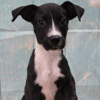 Rescue Terrier Dogs for Adoption in Oswego, Illinois - Foster KIKI | PetCurious