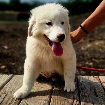 Great Pyrenees Dogs Available for Adoption - Lottie CI | PetCurious