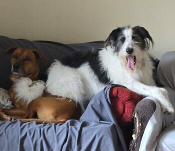 Mixed Breed Dogs Available for Adoption in Richland Center, Wisconsin - Bernie - Courtesy Post | PetCurious