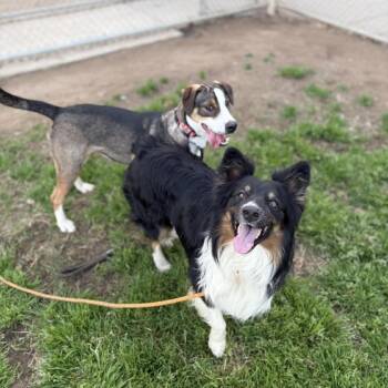 Australian Shepherd Dogs Available for Adoption - NATE | PetCurious