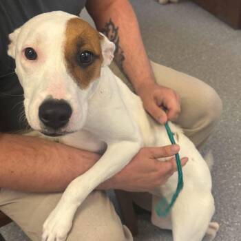 Willow -  Hound and Australian Cattle Dog Blue Heeler Dog for Adoption in Watertown, New York - Willow | PetCurious