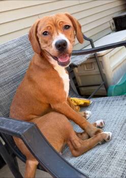 Toffee -  Pit Bull Terrier Dog for Adoption in Dunmore, Pennsylvania - Toffee | PetCurious
