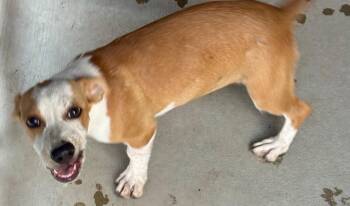 Quilpie -  Cattle Dog and Labrador Retriever Dog for Adoption in Fort Lupton, Colorado - Quilpie | PetCurious