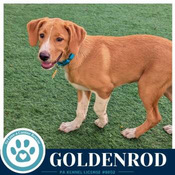 Goldenrod (Harvest Bunch) 080126 -  Labrador Retriever and Shepherd Dog for Adoption in Kimberton, Pennsylvania - Goldenrod (Harvest Bunch) 080126 | PetCurious
