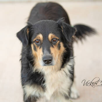 Rescue Australian Shepherd Dogs for Adoption in Abilene, Texas - Bella | PetCurious