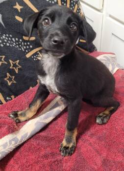 Annabelle -  Australian Cattle Dog Blue Heeler Dog for Adoption in Hopkinsville, Kentucky - Annabelle | PetCurious