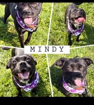 Mindy -  Border Collie and Pug Dog for Adoption in Rensselaer, Indiana - Mindy | PetCurious