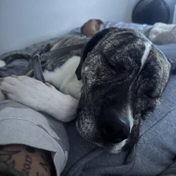 Apollo -  Husky and Plott Hound Dog for Adoption in Lynchburg, Virginia - Apollo | PetCurious