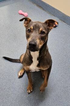 Ollie -  Mixed Breed Dog for Adoption in Suffolk, Virginia - Ollie | PetCurious