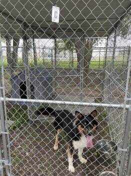 Fidler - C/ Zoomie -  Australian Shepherd and Mixed Breed Dog for Adoption in Lockhart, Texas - Fidler - C/ Zoomie | PetCurious