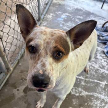 Jack -  Cattle Dog and Mixed Breed Dog for Adoption in Franklin, North Carolina - Jack | PetCurious
