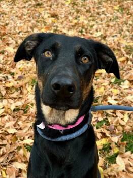 Rescue Doberman Pinscher and Mixed Breed Dogs for Adoption in Yakima, Washington - Lucy | PetCurious