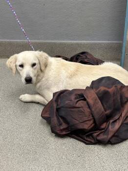 HONEY -  German Shepherd Dog Dog for Adoption in Las Vegas, Nevada - HONEY | PetCurious