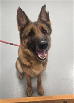German Shepherd Dog Dogs Available for Adoption - LELA | PetCurious