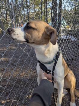 Mixed Breed Dogs Available for Adoption in Houghton, Michigan - Shark Bait | PetCurious