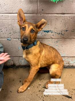 Shepherd Dogs Available for Adoption in Pottsville, Pennsylvania - Paprika | PetCurious