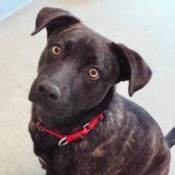 American Staffordshire Terrier Dogs Available for Adoption in Green Valley, Arizona - Hopper | PetCurious