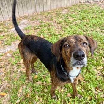 Hound Dogs Available for Adoption in Carencro, Louisiana - Tony The Tiger | PetCurious