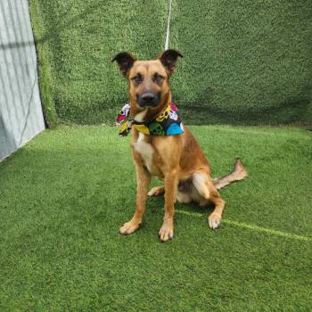 Shepherd Dogs Available for Adoption in Oak Point, Texas - Danny | PetCurious