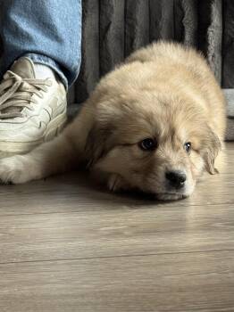 Great Pyrenees Dogs Available for Adoption in Denver, Colorado - Aspen | PetCurious