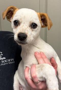 Terrier and Chihuahua Dogs Available for Adoption in Littleton, Colorado - Sashimi | PetCurious