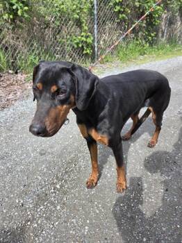 Doberman Pinscher Dogs Available for Adoption in Kent, Washington - TURNIP | PetCurious