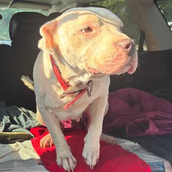 Queen -  Mixed Breed Dog for Adoption in Memphis, Tennessee - Queen | PetCurious