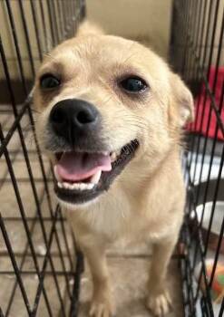 Rescue Chihuahua Dogs for Adoption in Vacaville, California - PISTACHIO | PetCurious