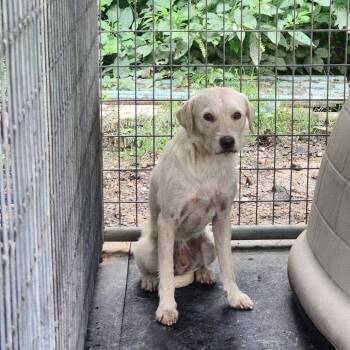 Winston -  Wirehaired Terrier and Mixed Breed Dog for Adoption in Evensville, Tennessee - Winston | PetCurious