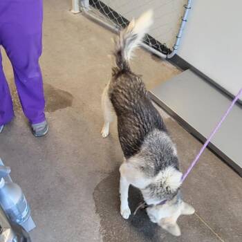 110581 -  Mixed Breed Dog for Adoption in Las Cruces, New Mexico - 110581 | PetCurious