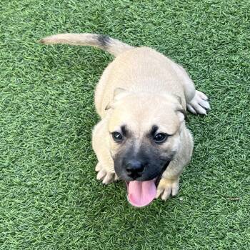 Mixed Breed Dogs Available for Adoption - Lime 3633 | PetCurious