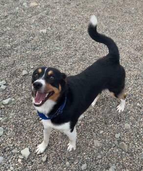 SHERMAN -  Mixed Breed Dog for Adoption in Rochester, Indiana - SHERMAN | PetCurious
