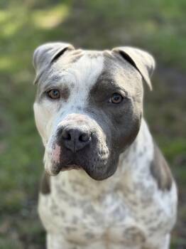 Pit Bull Terrier Dogs Available for Adoption in Ferndale, Washington - Gogo | PetCurious