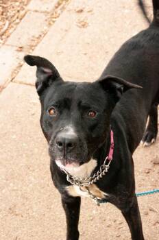 Chuck -  Mixed Breed Dog for Adoption in Cincinnati, Ohio - Chuck | PetCurious