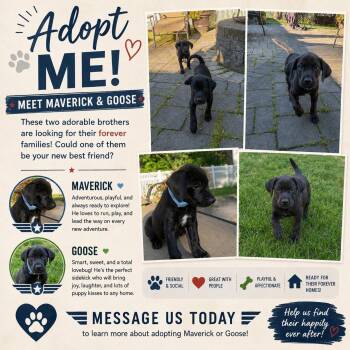 Goose -  Labrador Retriever Dog for Adoption in Riverdale, New Jersey - Goose | PetCurious