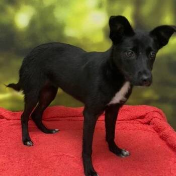 Junie -  Mixed Breed Dog for Adoption in Auburn, New Hampshire - Junie | PetCurious