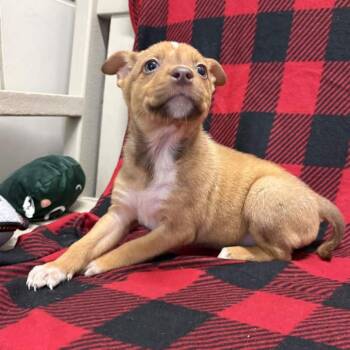 German Shepherd Dog and Rottweiler Dogs Available for Adoption - Poppy | PetCurious