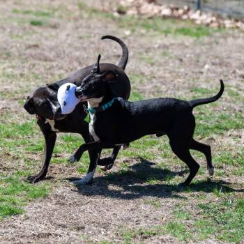Rigs *Bonded w/ Cosmo* -  Mixed Breed Dog for Adoption in Kennebunk, Maine - Rigs *Bonded W/ Cosmo* | PetCurious